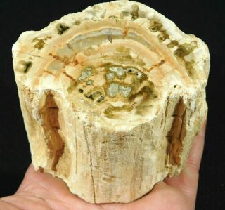 Perfect Bark A Larger 240 Million Year Old Polished Petrified Wood Fossil 617gr