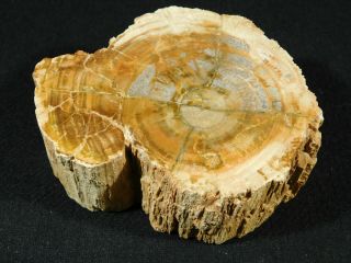 Perfect BARK A Larger Polished Petrified Wood ROLLER Fossil Madagascar 641gr 2