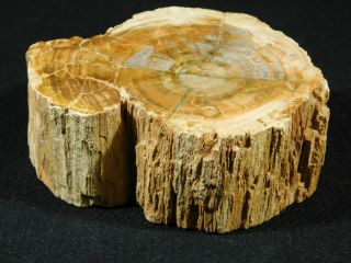 Perfect BARK A Larger Polished Petrified Wood ROLLER Fossil Madagascar 641gr 3