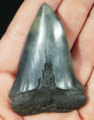 A Larger And Natural Carcharocles Megalodon Shark Tooth Fossil 30.  2gr