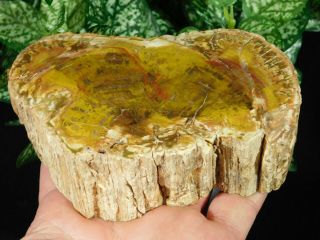 Perfect BARK A Larger Polished Petrified Wood ROLLER Fossil Madagascar 626gr 2
