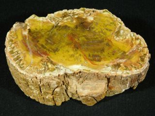 Perfect BARK A Larger Polished Petrified Wood ROLLER Fossil Madagascar 626gr 3