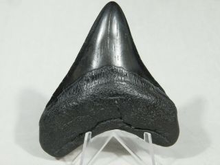 A Big and 100 Natural Carcharocles MEGALODON Shark Tooth Fossil 58.  7gr 2