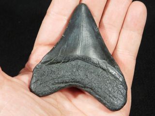 A Big and 100 Natural Carcharocles MEGALODON Shark Tooth Fossil 58.  7gr 3