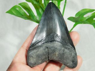 A Big and 100 Natural Carcharocles MEGALODON Shark Tooth Fossil 104gr 2
