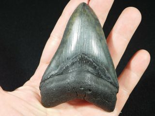 A Big and 100 Natural Carcharocles MEGALODON Shark Tooth Fossil 121gr 2
