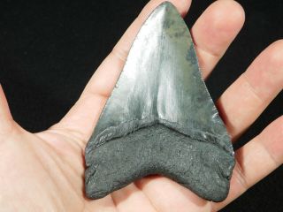 A Big and 100 Natural Carcharocles MEGALODON Shark Tooth Fossil 121gr 3