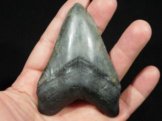 A Big and 100 Natural Carcharocles MEGALODON Shark Tooth Fossil 83.  9gr 2