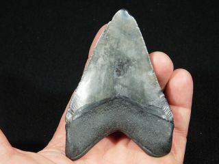 A Big and 100 Natural Carcharocles MEGALODON Shark Tooth Fossil 83.  9gr 3