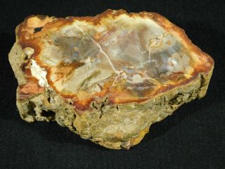 A 210 Million Year Old Polished Petrified Wood Fossil From Madagascar 409gr