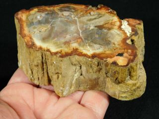 A 210 Million Year Old Polished Petrified Wood Fossil From Madagascar 409gr 2