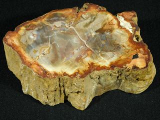 A 210 Million Year Old Polished Petrified Wood Fossil From Madagascar 409gr 3
