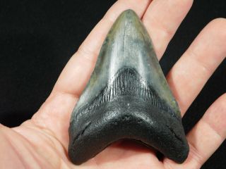 A Big and 100 Natural Carcharocles MEGALODON Shark Tooth Fossil 83.  3gr 2