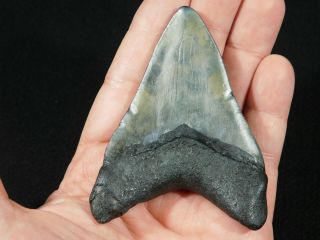 A Big and 100 Natural Carcharocles MEGALODON Shark Tooth Fossil 83.  3gr 3