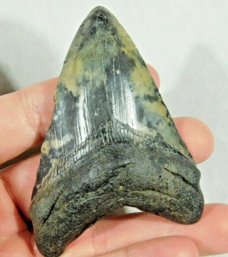 A Big and 100 Natural Carcharocles MEGALODON Shark Tooth Fossil 72.  7gr 2