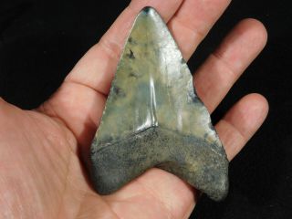 A Big and 100 Natural Carcharocles MEGALODON Shark Tooth Fossil 72.  7gr 3