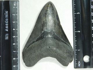 A Big and 100 Natural Carcharocles MEGALODON Shark Tooth Fossil 96.  8gr 2