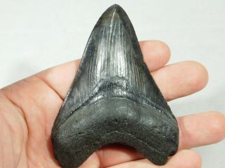 A Big and 100 Natural Carcharocles MEGALODON Shark Tooth Fossil 96.  8gr 3