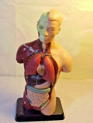 Human Body Anatomy Model Figure Science Male Edu Toys Torso