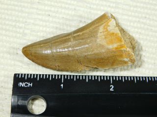 A Big Natural 100 Million YEAR Old Dinosaur Era Mosasaur Tooth Fossil 30.  5gr 3