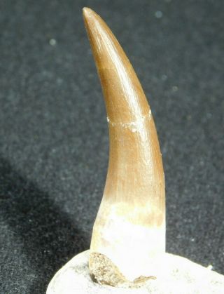 A 100 Million Year Old Maroccanus Spinosaurus Tooth Fossil From Morocco 8.  0gr