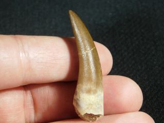 A 100 Million Year OLD Maroccanus SPINOSAURUS TOOTH Fossil From Morocco 8.  0gr 2