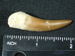 A 100 Million Year OLD Maroccanus SPINOSAURUS TOOTH Fossil From Morocco 8.  0gr 3