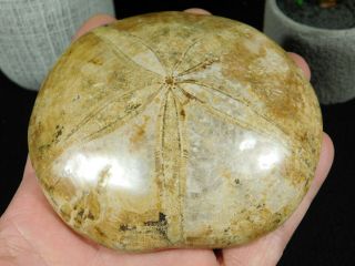 A BIG Polished 159 Million Year Old SAND DOLLAR Fossil From Madagascar 306gr 3
