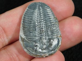 A Larger 100 Natural 500 Million Year Old Elrathia Trilobite Fossil Utah 2.  42 2