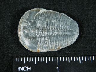 A Larger 100 Natural 500 Million Year Old Elrathia Trilobite Fossil Utah 2.  42 3