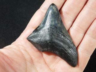 A and 100 Natural Carcharocles MEGALODON Shark Tooth Fossil 37.  7gr 2