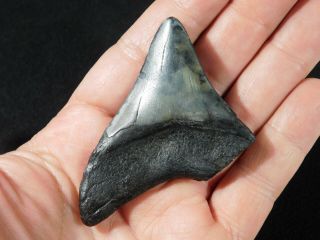 A and 100 Natural Carcharocles MEGALODON Shark Tooth Fossil 37.  7gr 3