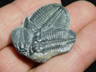 Three Natural Entwined 500 Million Year Old Elrathia Trilobite Fossils Utah 5.  54