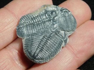 THREE Natural Entwined 500 Million Year Old Elrathia Trilobite Fossils Utah 5.  54 2
