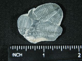 THREE Natural Entwined 500 Million Year Old Elrathia Trilobite Fossils Utah 5.  54 3