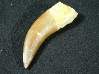 A 100 Natural S.  Maroccanus Spinosaurus Tooth Fossil From Morocco 7.  9gr