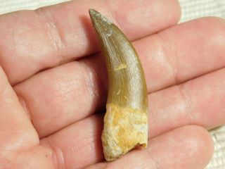 A 100 Natural S.  Maroccanus SPINOSAURUS TOOTH Fossil From Morocco 7.  9gr 2