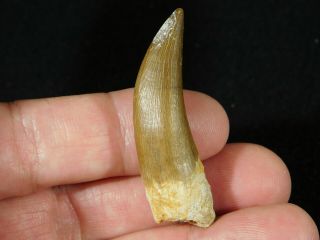 A 100 Natural S.  Maroccanus SPINOSAURUS TOOTH Fossil From Morocco 7.  9gr 3