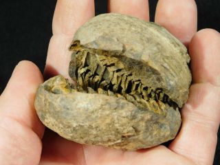 A 100 Natural Flexicalymene Trilobite Fossil in a Split NODULE Morocco 167gr 2