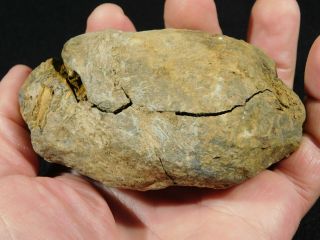 A Big 100 Natural Flexicalymene Trilobite Fossil In A Split Nodule 307gr