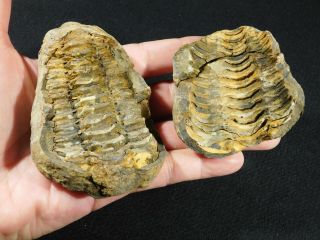 A BIG 100 Natural Flexicalymene Trilobite Fossil in a Split NODULE 307gr 3