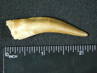 A Big 100 Natural S.  Maroccanus SPINOSAURUS TOOTH Fossil From Morocco 8.  5gr 3