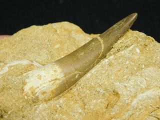 A Big 100 Natural S.  Maroccanus SPINOSAURUS TOOTH Fossil From Morocco 224gr 2
