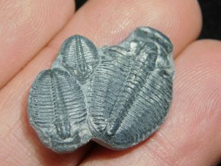 Three Natural Entwined 500 Million Year Old Elrathia Trilobite Fossils Utah 2.  21