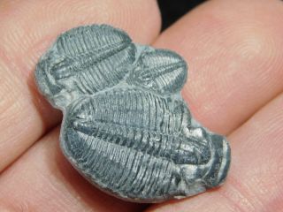 THREE Natural Entwined 500 Million Year Old Elrathia Trilobite Fossils Utah 2.  21 2