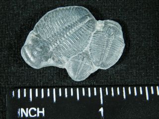 THREE Natural Entwined 500 Million Year Old Elrathia Trilobite Fossils Utah 2.  21 3