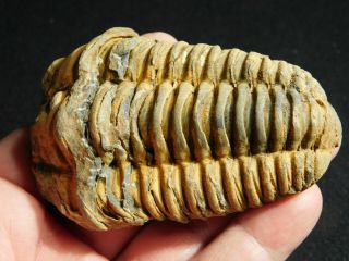 A Big Natural Flexicalymene sp.  Trilobite Fossil Found in Morocco 164gr 2
