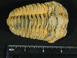 A Big Natural Flexicalymene sp.  Trilobite Fossil Found in Morocco 164gr 3