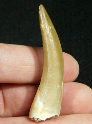 A 100 Natural S.  Maroccanus Spinosaurus Tooth Fossil From Morocco 12.  1gr