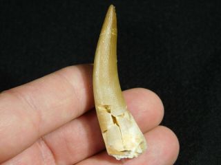 A 100 Natural S.  Maroccanus SPINOSAURUS TOOTH Fossil From Morocco 12.  1gr 2